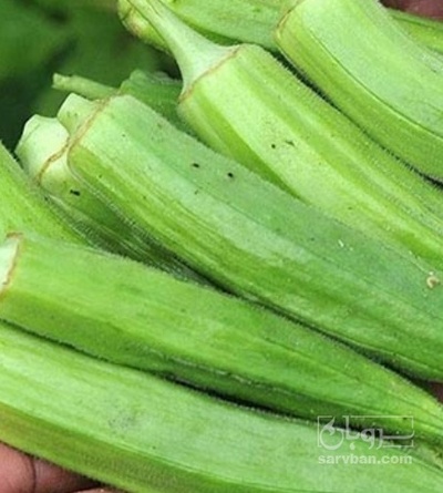 فروش بامیه