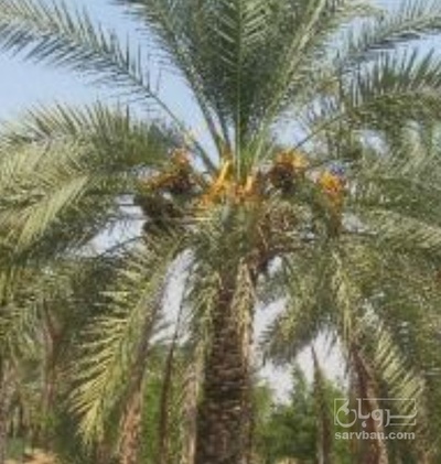 فروش خرما رطب