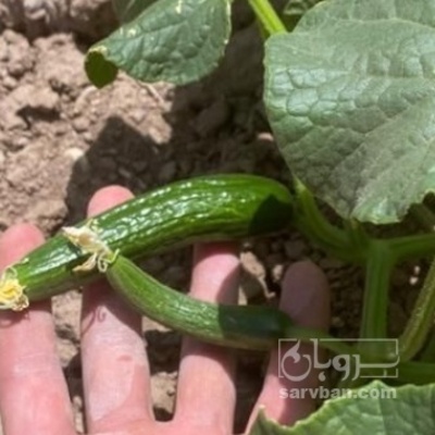فروش خیار ریز
