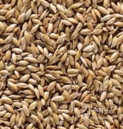 فروش کتان (گیاه الیافی)