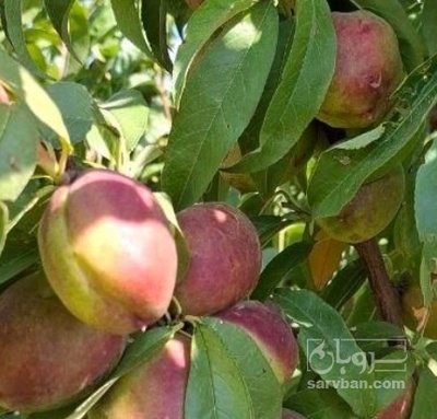 فروش شلیل سردرختی هکتاری