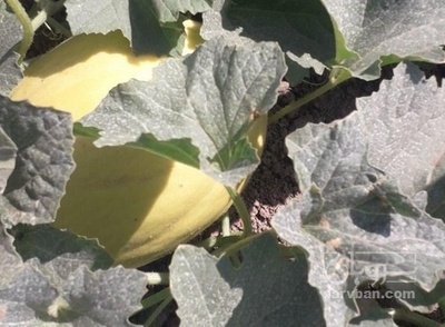 فروش خربزه شیرازی