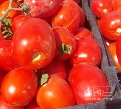 فروش گوجه فرنگی