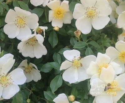 فروش عرق نسترن