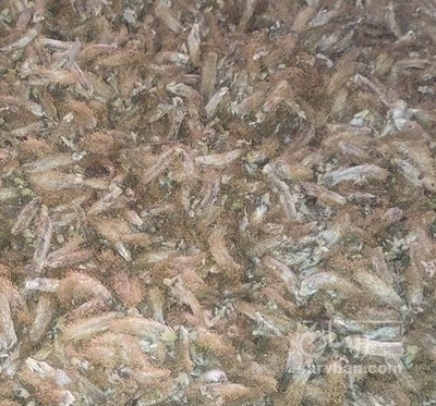 فروش عرق بیدمشک