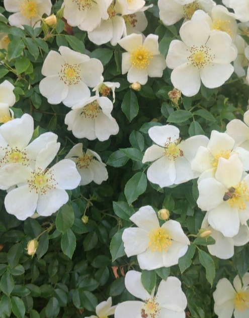 فروش عرق نسترن