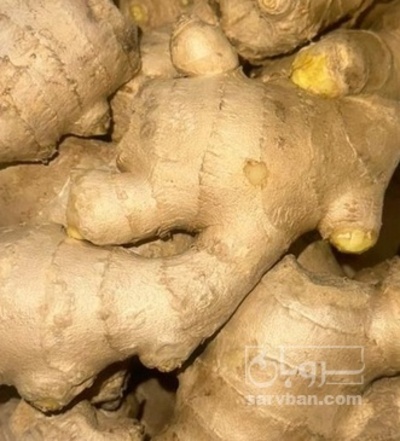 فروش زنجبیل (گیاه‌ دارویی)