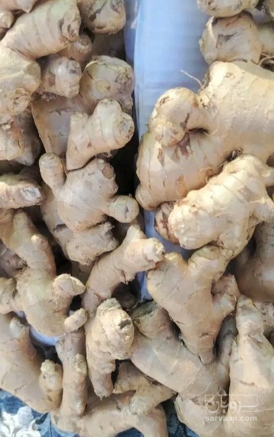 فروش زنجبیل (گیاه‌ دارویی)