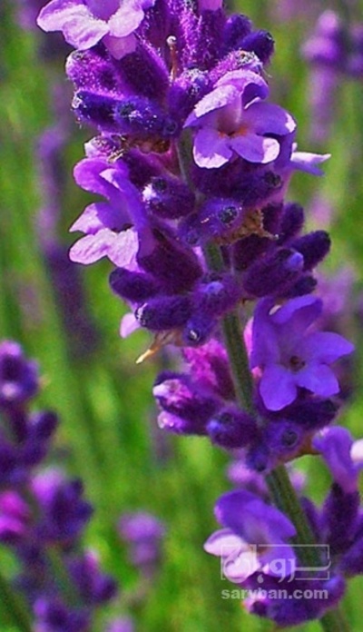 فروش اسطوخودوس (گیاه‌ دارویی)