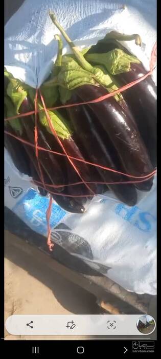 فروش بادمجان