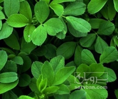 فروش یونجه