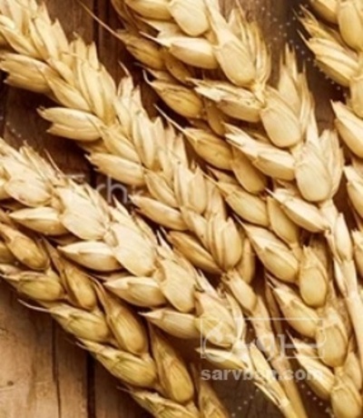 فروش گندم