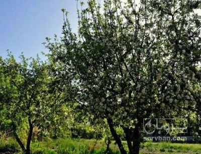 فروش سیب قرمز