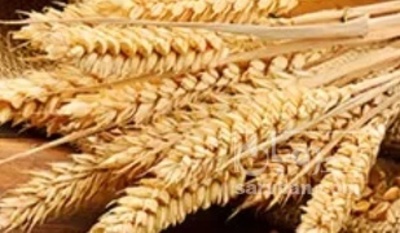 فروش گندم