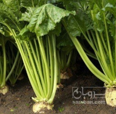 فروش چغندر قند