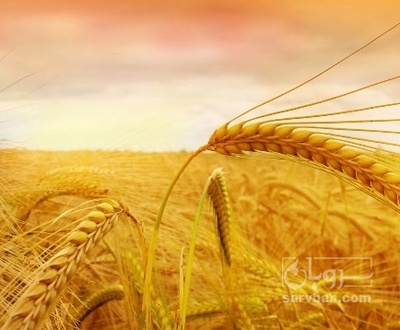فروش گندم