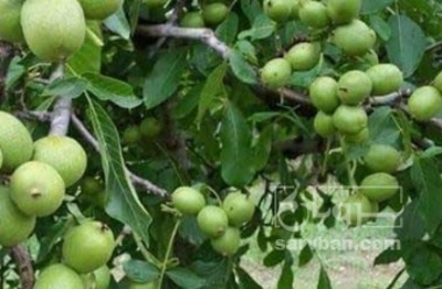 فروش گردو