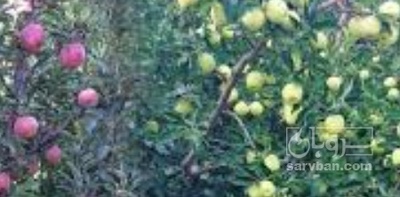 فروش سیب زرد