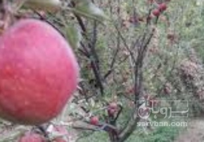 فروش سیب قرمز
