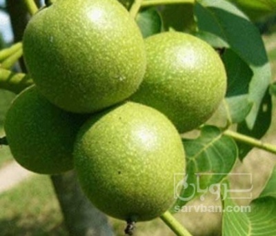 فروش گردو