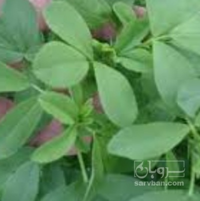 فروش یونجه