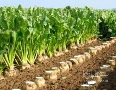 فروش چغندر قند