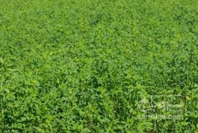 فروش یونجه