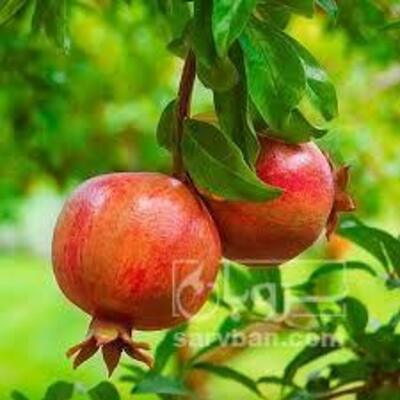 فروش انار