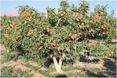 فروش پسته