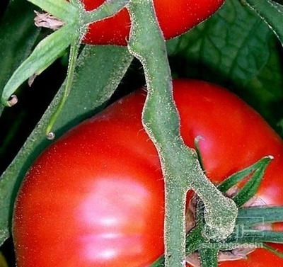 فروش گوجه فرنگی
