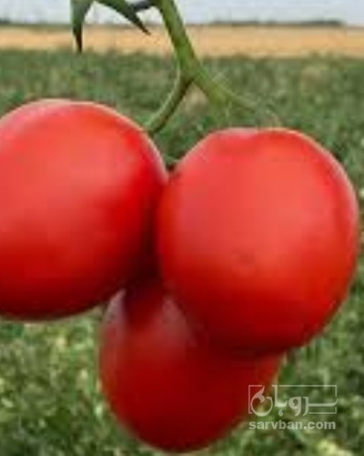 فروش گوجه فرنگی