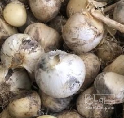 فروش موسیر تازه