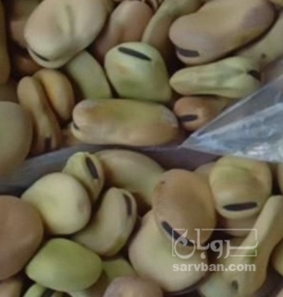 فروش باقلا تازه - باقالی - باقالا