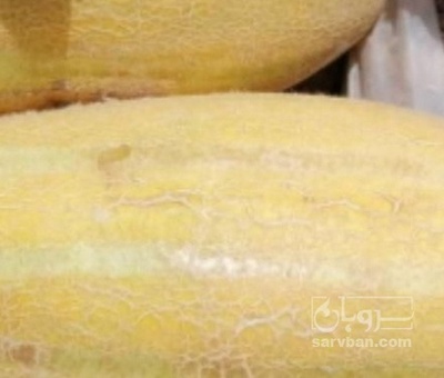 فروش خربزه مشهدی