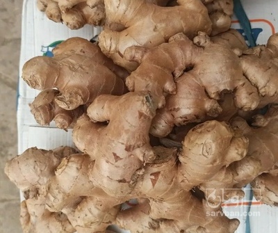 فروش زنجبیل (گیاه‌ دارویی)