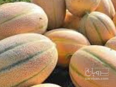 فروش طالبی جانا