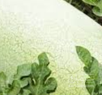 فروش هندوانه