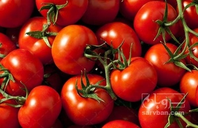 فروش گوجه فرنگی