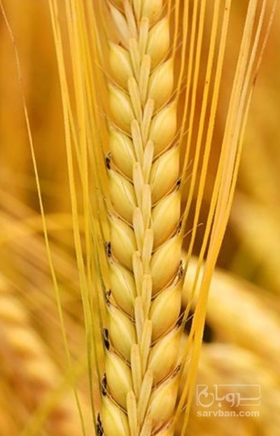 فروش گندم