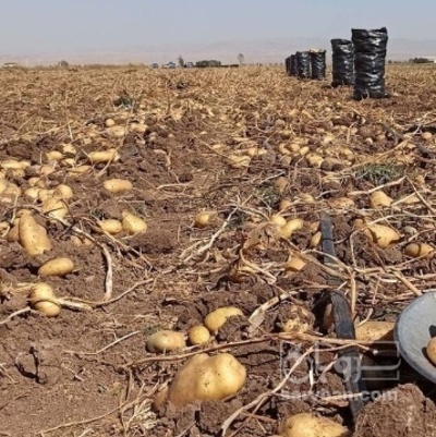 فروش سیب زمینی
