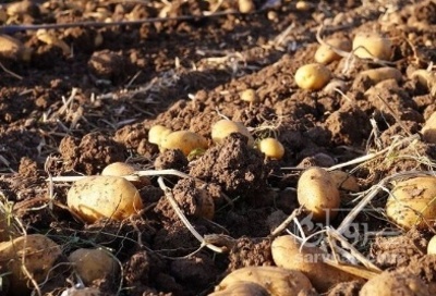 فروش سیب زمینی