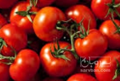 فروش گوجه فرنگی