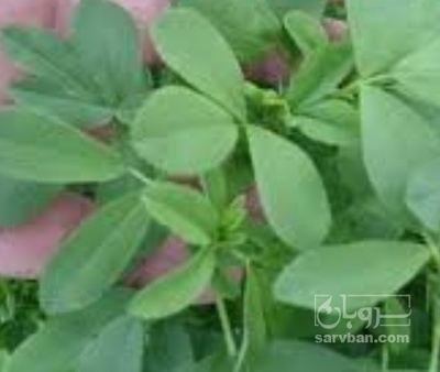 فروش یونجه