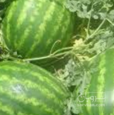 فروش هندوانه