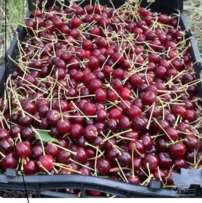 فروش آلبالو