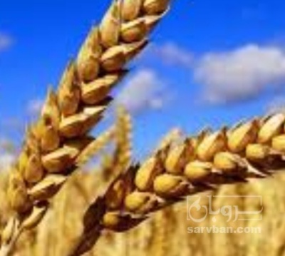 فروش گندم