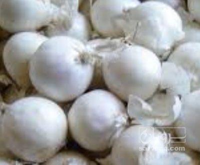 فروش پیاز