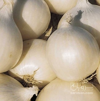 فروش پیازسفید