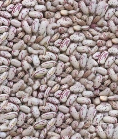 فروش لوبیا چیتی