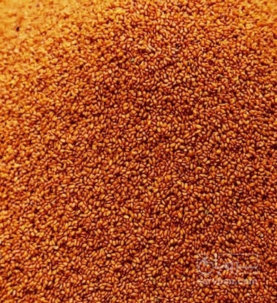 فروش خاکشیر (گیاه‌ دارویی)